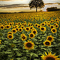Big Sunflower Field Photograph by Debra and Dave Vanderlaan Big Sunflower Field Photograph by Debra and Dave Vanderlaan