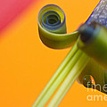 Bilbergia Windii Photograph by Heiko Koehrer-Wagner Bilbergia Windii Photograph by Heiko Koehrer-Wagner