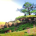 Bilbo's Tree in the sunlight Photograph by HELGE Art Gallery Bilbo's Tree in the sunlight Photograph by HELGE Art Gallery