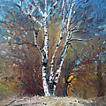 Birch Trees Painting by Ylli Haruni Birch Trees Painting by Ylli Haruni