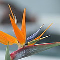 Bird of Paradise Photograph by PJQandFriends Photography Bird of Paradise Photograph by PJQandFriends Photography