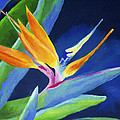 Bird of Paradise Painting by Stephen Anderson Bird of Paradise Painting by Stephen Anderson