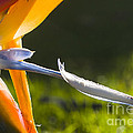 Bird of Paradise Photograph by Steven Ralser Bird of Paradise Photograph by Steven Ralser