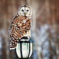 Bird of Prey Barred Owl Photograph by Gwen Gibson Bird of Prey Barred Owl Photograph by Gwen Gibson
