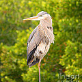 Bird On a Wire by Christine Dekkers Bird On a Wire by Christine Dekkers