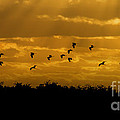 Birds coming back to roost at sunset Photograph by Dan Friend Birds coming back to roost at sunset Photograph by Dan Friend