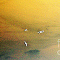 Birds In Flight Posterized by Marian Bell Birds In Flight Posterized by Marian Bell