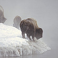Bison Along Snowy Riverbank Yellowstone by Konrad Wothe Bison Along Snowy Riverbank Yellowstone by Konrad Wothe