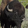 Bison by Frank Madia Bison by Frank Madia