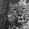 Black and White Amur Leopard Photograph by Chris Boulton Black and White Amur Leopard Photograph by Chris Boulton