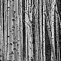 Black And White Of Aspen Trees Photograph by Panoramic Images