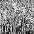 Black And White Wheat by Pati Photography Black And White Wheat by Pati Photography