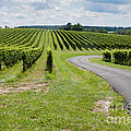 Maryland Vinyard in August Photograph by Thomas Marchessault Maryland Vinyard in August Photograph by Thomas Marchessault