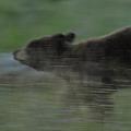 Black Bear Cub Photograph by Frank Madia Black Bear Cub Photograph by Frank Madia