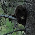 Black Bear Cub in Tree Photograph by Frank Madia Black Bear Cub in Tree Photograph by Frank Madia