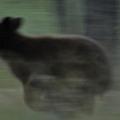 Black Bear Cub Running Photograph by Frank Madia Black Bear Cub Running Photograph by Frank Madia