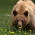 Black Bear by Frank Madia Black Bear by Frank Madia