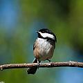 Black Capped Chickadee Perched on a Branch Photograph by Jeff Goulden Black Capped Chickadee Perched on a Branch Photograph by Jeff Goulden