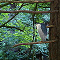 Black-Crowned Night Heron Photograph by Ben Upham III Black-Crowned Night Heron Photograph by Ben Upham III