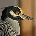 Black Crowned Night Heron Photograph by Juergen Roth Black Crowned Night Heron Photograph by Juergen Roth
