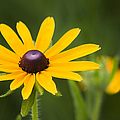 Black Eyed Susan by Adam Romanowicz Black Eyed Susan by Adam Romanowicz