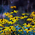 Black-Eyed Susans by Patricia Griffin Brett Black-Eyed Susans by Patricia Griffin Brett