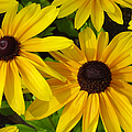 Black Eyed Susans by Suzanne Gaff Black Eyed Susans by Suzanne Gaff