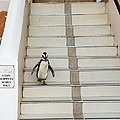 Black-footed Penguin Boulders Beach Photograph by Kevin Schafer Black-footed Penguin Boulders Beach Photograph by Kevin Schafer