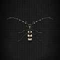 Black Longhorn Beetle with Gold Accents on Black Canvas Digital Art by Serge Averbukh Black Longhorn Beetle with Gold Accents on Black Canvas Digital Art by Serge Averbukh
