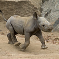 Black Rhinoceros Calf Running Photograph by San Diego Zoo Black Rhinoceros Calf Running Photograph by San Diego Zoo