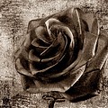 Black Rose Eternal Sepia Photograph by David Dehner Black Rose Eternal Sepia Photograph by David Dehner