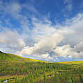 Black Spruce on Fall Tundra Photograph by Yva Momatiuk John Eastcott Black Spruce on Fall Tundra Photograph by Yva Momatiuk John Eastcott