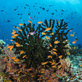 Black Sun Coral And Sea Goldies Fiji by Pete Oxford Black Sun Coral And Sea Goldies Fiji by Pete Oxford