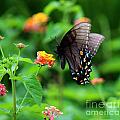 Black Swallowtail Among the Flowers Photograph by Jackie Farnsworth Black Swallowtail Among the Flowers Photograph by Jackie Farnsworth