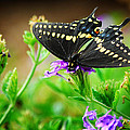 Black Swallowtail by Tracy Smith