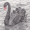 Black Swan Display by Leonie Bell