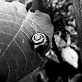 Black Swirl Photograph by Zinvolle Art Black Swirl Photograph by Zinvolle Art