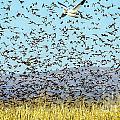 Blackbirds and Geese Photograph by Steven Ralser Blackbirds and Geese Photograph by Steven Ralser