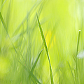 Blades of grass - green spring meadow - abstract soft blurred Photograph by Matthias Hauser Blades of grass - green spring meadow - abstract soft blurred Photograph by Matthias Hauser