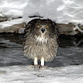 Blakistons Fish Owl Photograph by M. Watson Blakistons Fish Owl Photograph by M. Watson