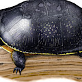 Blandings Turtle Photograph by Roger Hall Blandings Turtle Photograph by Roger Hall