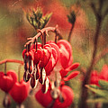 Bleeding Hearts Photograph by Spikey Mouse Photography Bleeding Hearts Photograph by Spikey Mouse Photography