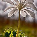 Bloodroot Photograph by Robert Charity Bloodroot Photograph by Robert Charity