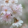 Blossoms on Gray Photograph by Ann Bridges Blossoms on Gray Photograph by Ann Bridges