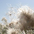 Blow me away Photograph by Julie Lueders Blow me away Photograph by Julie Lueders
