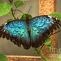 Blue And Black Butterfly by Jeremy Hayden Blue And Black Butterfly by Jeremy Hayden