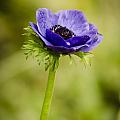 Blue Anemone Photograph by Spikey Mouse Photography Blue Anemone Photograph by Spikey Mouse Photography