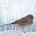 Blue Christmas Junco Photograph by Bill and Linda Tiepelman Blue Christmas Junco Photograph by Bill and Linda Tiepelman