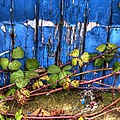 Blue door Photograph by Spikey Mouse Photography Blue door Photograph by Spikey Mouse Photography