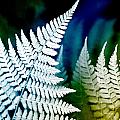 Blue Fern Leaf Art Photograph by Christina Rollo Blue Fern Leaf Art Photograph by Christina Rollo